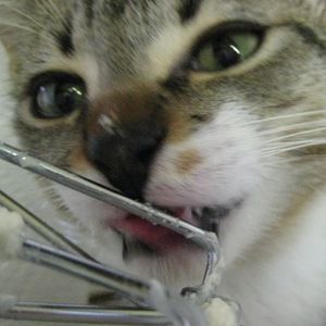 Meet your Posher, Allyson